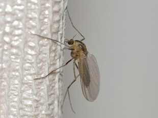 Naturalny środek na komary i kleszcze