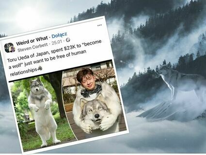 Japończyk zamówił kostium wilka za 100 tysięcy złotych! "Czuję się w nim wolny"