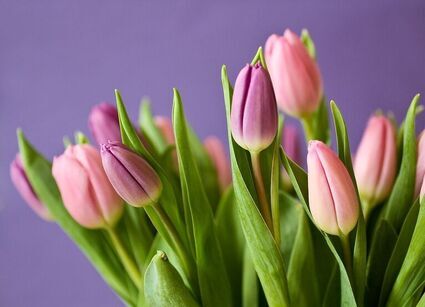 Co zrobić, żeby tulipany kwitły jak najdłużej? Ekspert podpowiada