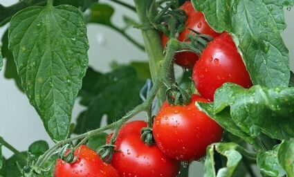 Jak skutecznie walczyć z chorobami pomidorów: porady dla ogrodników