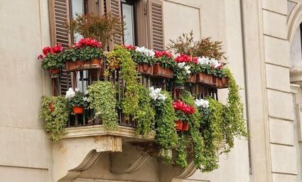 Idealne kwiaty na balkon