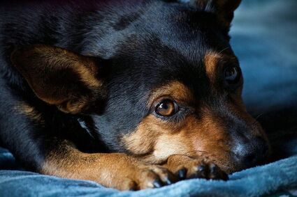 Niebezpieczne przysmaki. Dlaczego prasowane kości mogą szkodzić naszym psom?