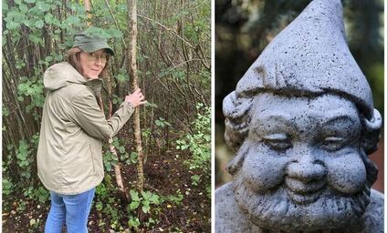 Szwedzi ratują lasy, by przetrwały trolle i elfy
