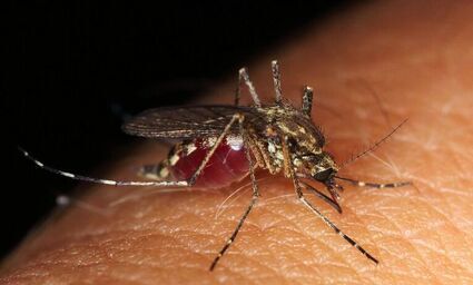 Komary szaleją! Poznaj prosty sposób, aby się ich pozbyć!