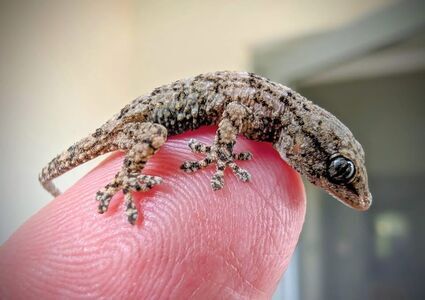 Mały gekon trafił do Polski w sałatce z rukoli