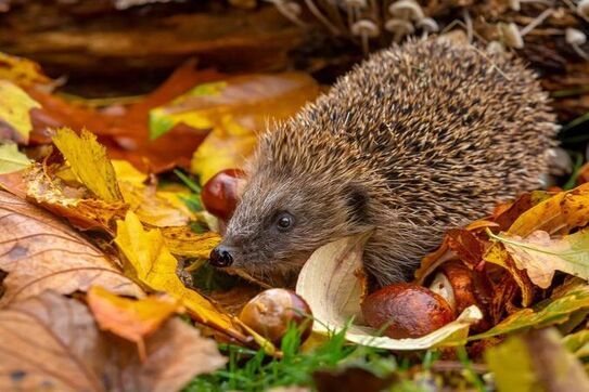 🦔 Informacja dla Mieszkańców – Chrońmy Jeże!