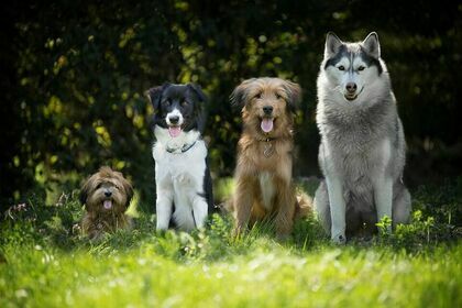 Bezpłatna akcja znakowania psów na terenie Miasta Krasnystaw