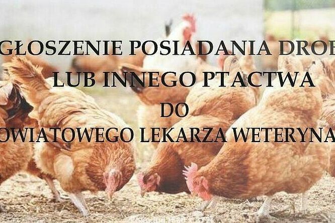 Informacja w sprawie wysoce zjadliwej grypy ptaków!: Gmina Krośniewice