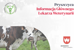 Grafika dekoracyjna - pryszczyca - informacja Głównego Lekarza Weterynarii