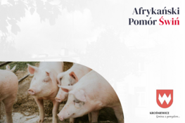 Grafika dekoracyjna - Afrykański Pomór Świń