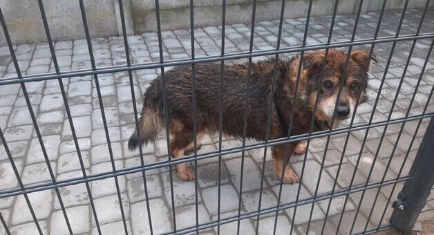 Mały, mokry pies o brązowo-czarnej sierści stoi za metalowym ogrodzeniem na brukowanym chodniku, wygląda smutno.