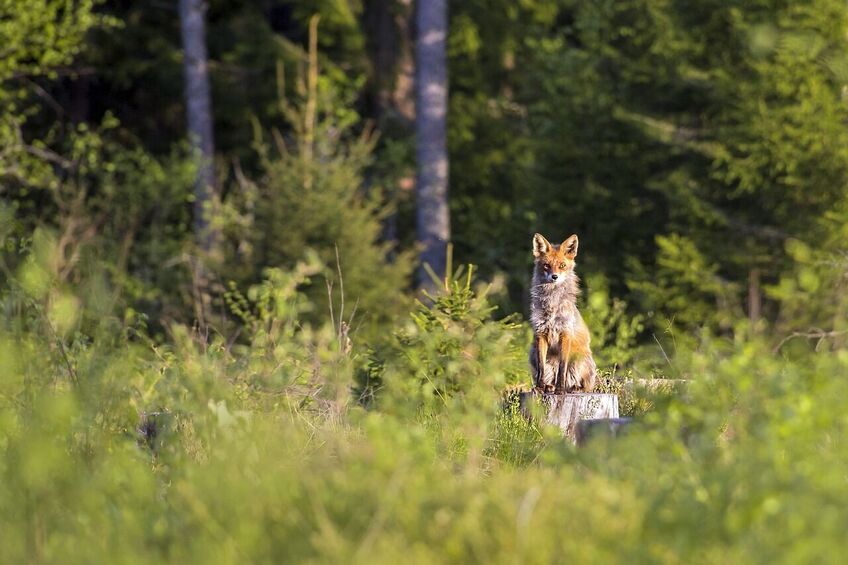 Lis siedzi na pniu w zielonym lesie, w tle drzewa, patrzy w kierunku kamery.