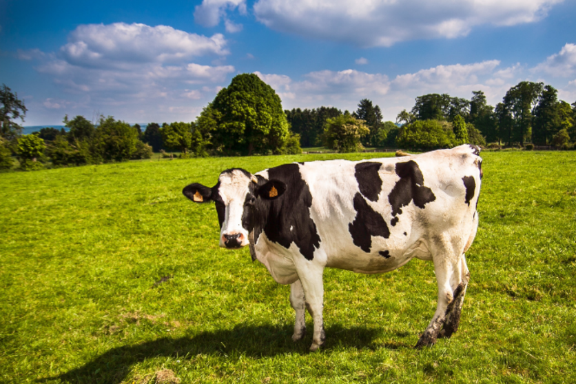Biała krowa z czarnymi łatami stoi na soczystej zielonej trawie z drzewami i niebieskim niebem w tle.