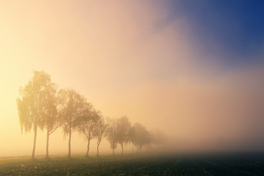 Rząd drzew brzozowych stoi na otwartej przestrzeni, skąpanej w mgłę. Delikatne światło tworzy złocisty blask na niebie. Horyzont jest nieostry, co dodaje krajobrazowi tajemniczości i spokoju.
