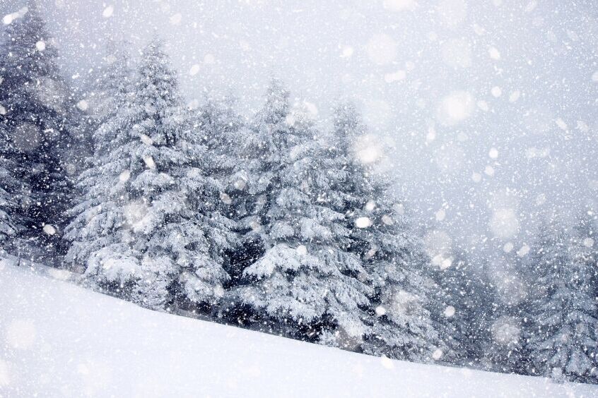Zaśnieżony krajobraz z gęstwiną drzew iglastych pokrytych śniegiem. Intensywnie padający śnieg tworzy mglistą atmosferę, nadając pejzażowi zimowy, magiczny klimat.