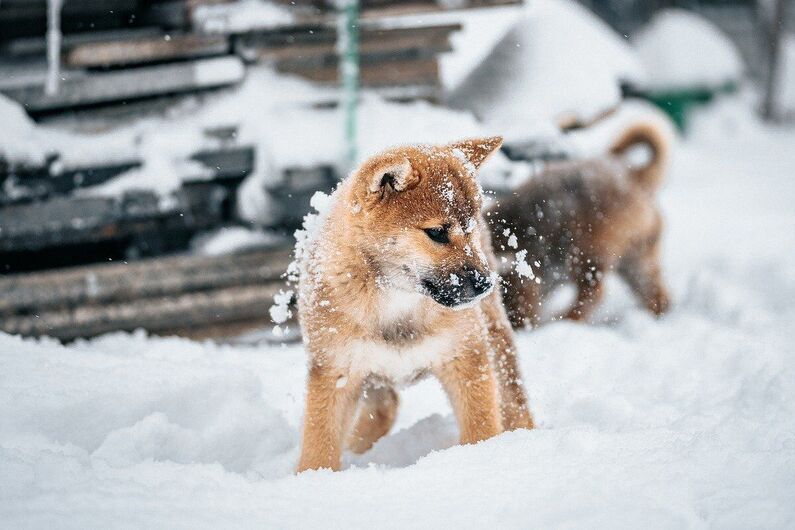 Brązowy szczeniak bawi się w śniegu. Jego futro jest pokryte białymi płatkami śniegu. W tle widać zarys drugiego psa oraz zaspy śnieżne i drewniane deski.