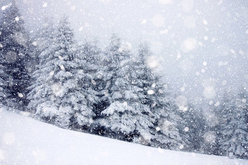 Zaśnieżony krajobraz z gęstwiną drzew iglastych pokrytych śniegiem. Intensywnie padający śnieg tworzy mglistą atmosferę, nadając pejzażowi zimowy, magiczny klimat.