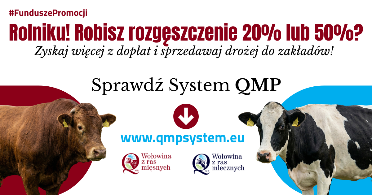 Plakat promocyjny dla rolników prezentujący system QMP. Zawiera zdjęcia dwóch krów, logo oraz tekst o korzyściach z rozgęszczenia mięsa i sprzedaży. Link do strony: www.qmpsystem.eu.
