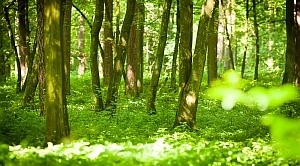 Projekt planu urządzenia lasu - wyłożenie do publicznego wglądu