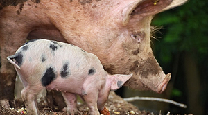 Kolejny przypadek afrykańskiego pomoru świń w Polsce