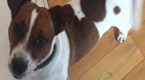 Zaginął pies rasy Jack Russell Terrier
