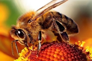 Komunikat: stosowanie środków ochrony roślin w sposób bezpieczny dla pszczół