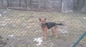 Znaleziono psa w miejscowości Osówka