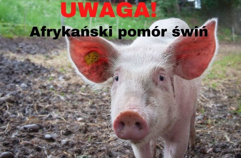 Opoczno w "czerwonej strefie" ASF