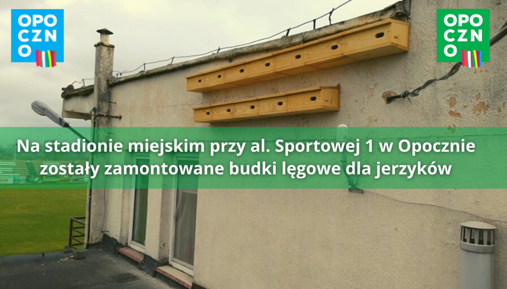 Na stadionie miejskim przy al. Sportowej 1 w Opocznie  zostały zamontowane budki lęgowe dla jerzyków