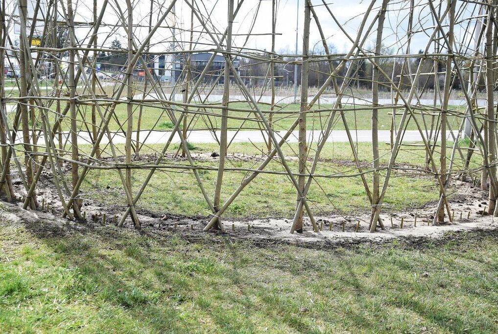 Zielona kopuła z wierzby – nowy obiekt ekologiczny w Opocznie