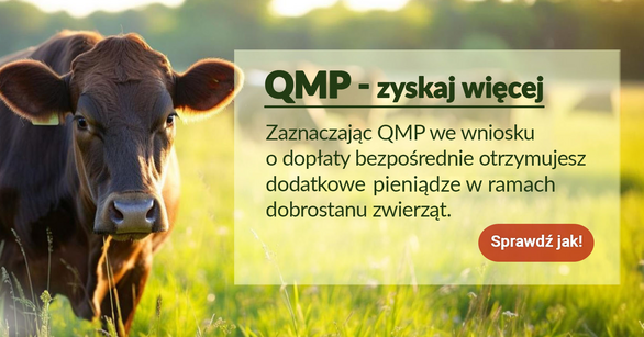 Ekoschemat „Dobrostan zwierząt”
Dodatkowe pieniądze dla hodowców bydła z QMP – tylko do 16 czerwca!