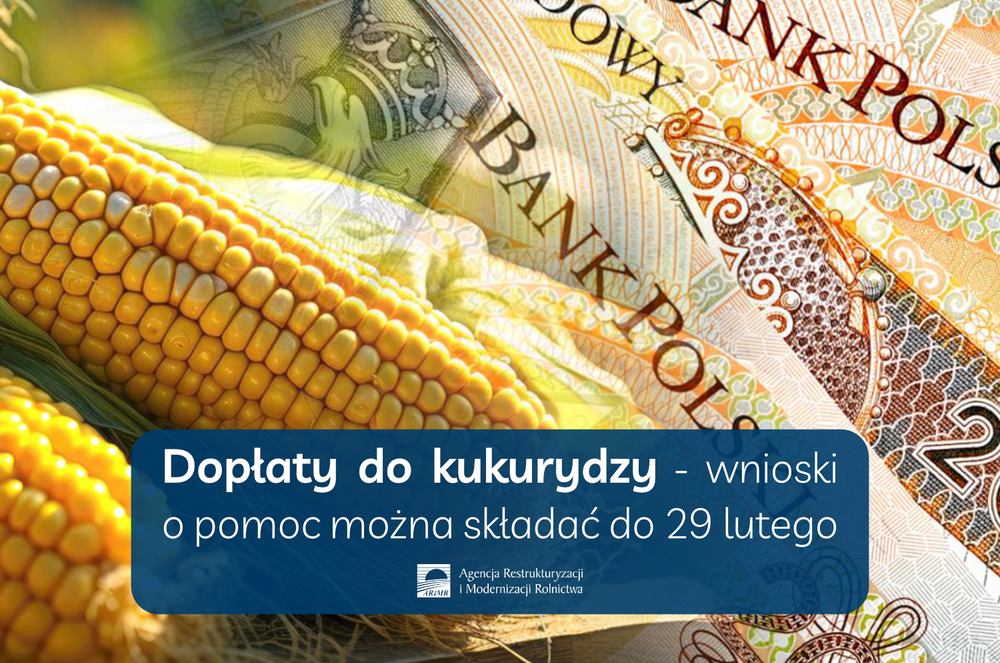 Kukurydza i pieniądze. Napis na niebieskim tle Dopłaty do kukurydzy - wnioski o pomoc można składać do 29 lutego