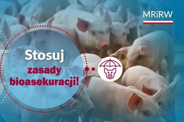 Logo MRiRW. W tle prosięta i napis Stosuj zasady bioasekuracji!