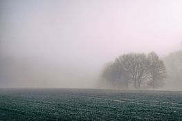 Na zdjęciu znajduje się drzewo i kawałek pola, okryte przez gęstą mgłę