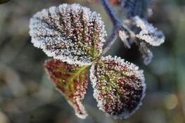 Liście pokryte szronem, z kryształkami lodu widocznymi na krawędziach, co podkreśla chłodne warunki i delikatność struktury liścia.