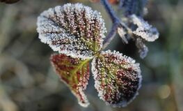 Liście pokryte szronem, z kryształkami lodu widocznymi na krawędziach, co podkreśla chłodne warunki i delikatność struktury liścia.