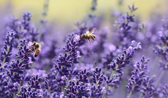 Pszczoły na lawędzie