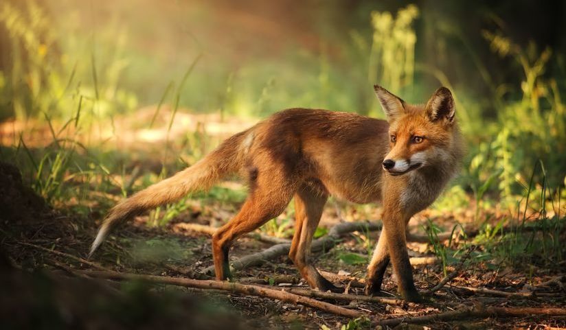 Komunikat Lubelskiego Wojewódzkiego Lekarza Weterynarii - Wiosenna akcja szczepień lisów