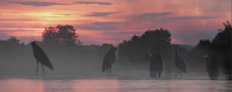 Zapraszamy do obejrzenia filmu ornitologicznego