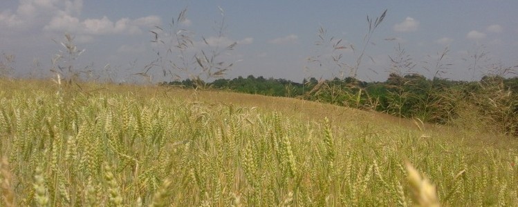 Do 4 lipca przyjmujemy zgłoszenia do konkursów dożynkowych