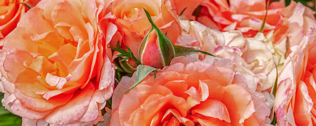 Kwiaty, herb powiatu, dzień edukacji narodowej