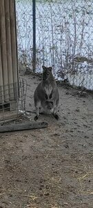 Nowy mieszkaniec Mini Zoo w Raszkowie