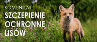 Dodatkowa akcja szczepień lisów przeciwko wściekliźnie - 21-31 październik 2023r. Komunikat Lubelskiego Wojewódzkiego Lekarza Weterynarii w Lublinie