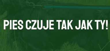 Zadbajmy o bezpieczeństwo psów podczas upałów - Akcja Fundacji "Zwierz"