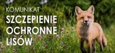 Komunikat Lubelskiego Wojewódzkiego Lekarza Weterynarii: Jesienna Akcja Szczepień Lisów Przeciwko Wściekliźnie (3-5 października 2025r.)