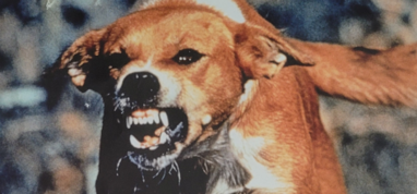 Akcja szczepień psów i kotów - Sobota 21.02.2026r. - Stężyca przy budynku GOK - w godz. 9-11