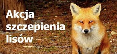 Komunikat Zastępcy Lubelskiego Wojewódzkiego Lekarza Weterynarii - Wiosenna akcja szczepień lisów przeciwko wściekliźnie (16-19 kwietnia 2026r.)