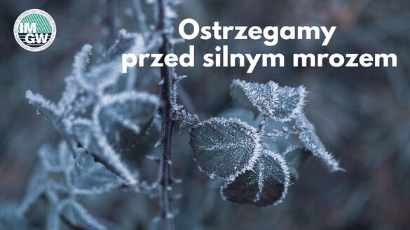 Zdjęcie Artykułu