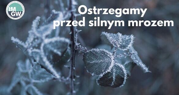 Zdjęcie Artykułu