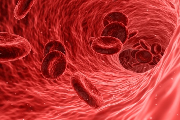 Na zdjęciu krwinki